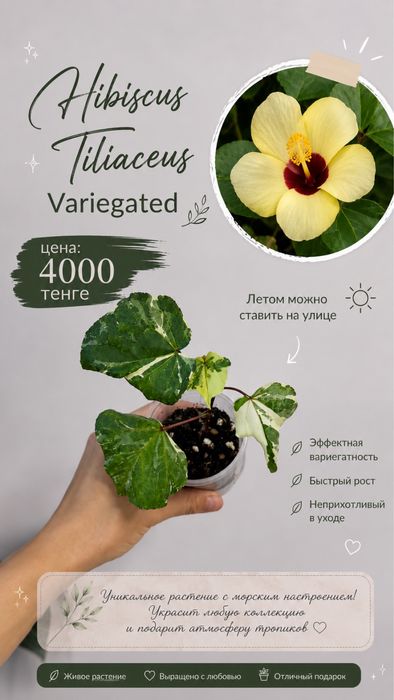 Сингониум Клубничный лед