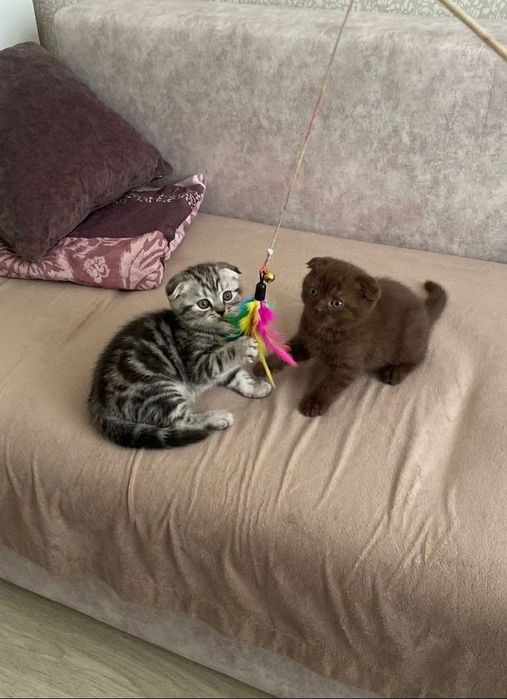 Шотландские вислоушки