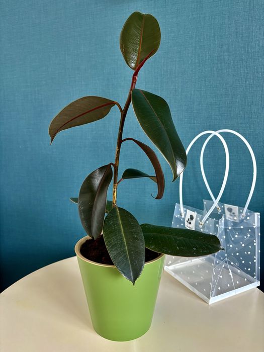 Продам комнатные растения