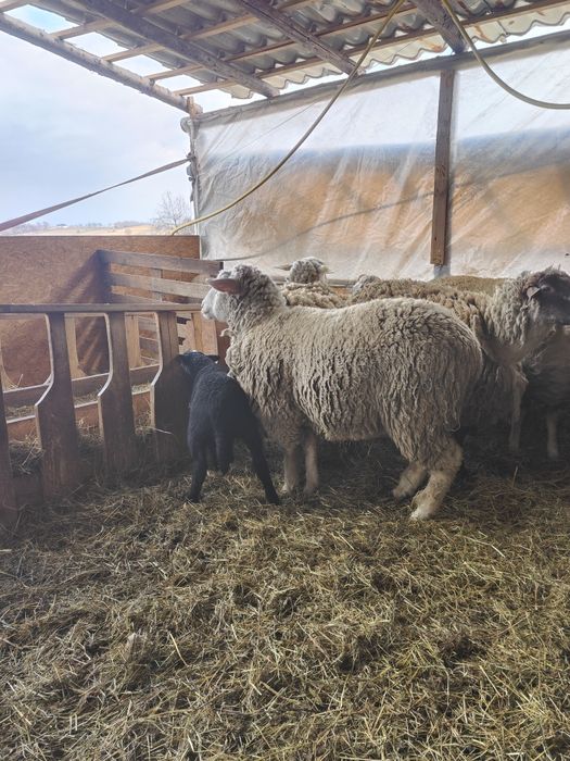 Oi mioare cu miei (toate sunt mieluțe) metis dorper