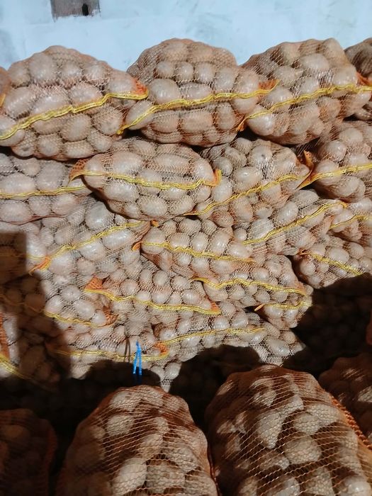 De vânzare cartofi agria