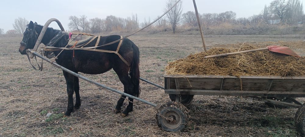 Продам кабыла...