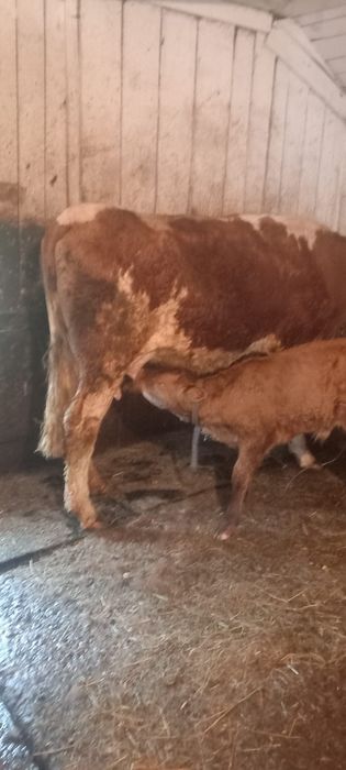 Vând vaca baltata cu vițel