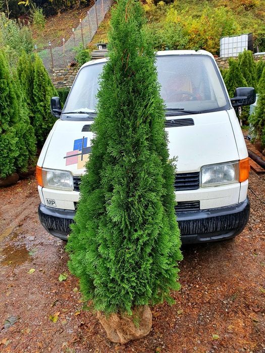 Tuia smaragd, columnaris, leylandii, occidentalis etc