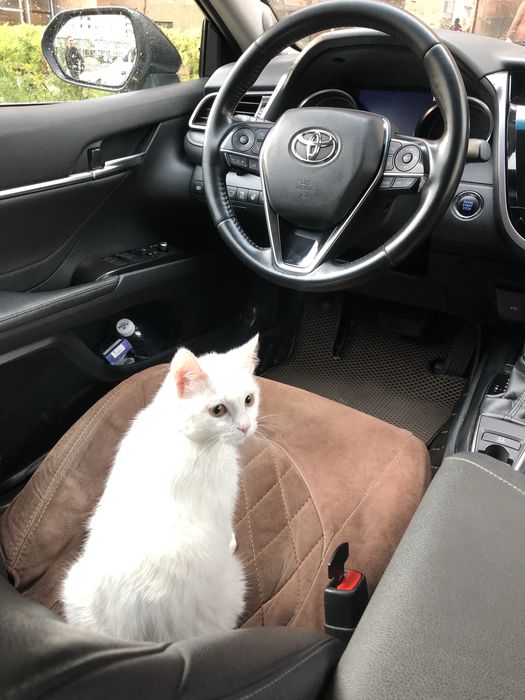 Отдаем кошку в ласковые руки