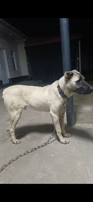 Алабай ит, күшік әле.