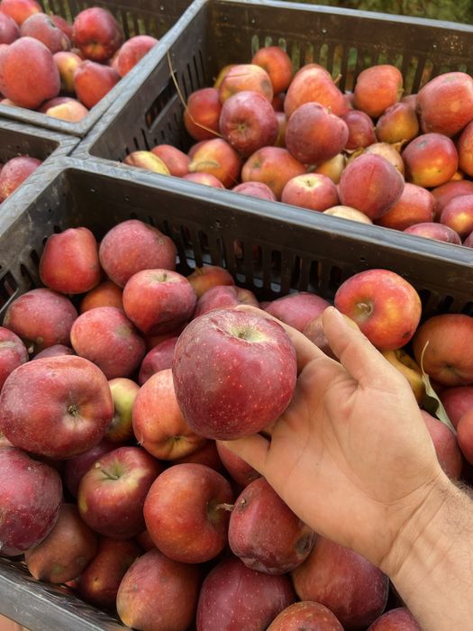 Продам яблоки сорт старк римсон ( американка )