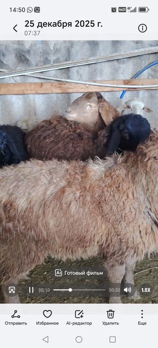 Бараны Токты кой