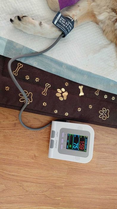 Tensiometru Veterinar Electronic cu 2 Manșete incluse CONTEC08A-VET