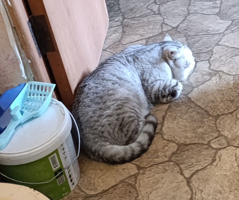 Бронь котят шотландские