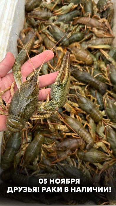 Раки для бани.и не только.