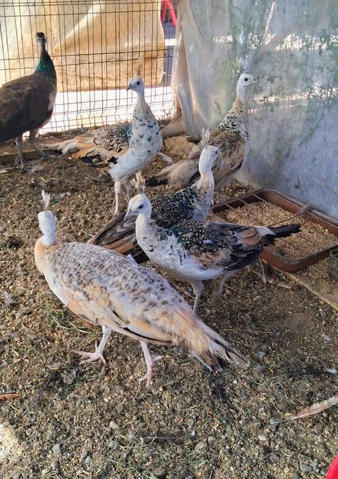 Pui paun umăr negru