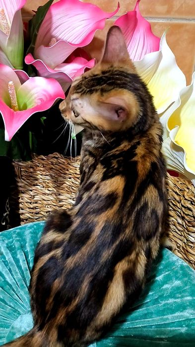 Красотка Бенгальская - ЗОЛОТО