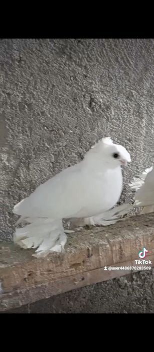 Например iphonehf