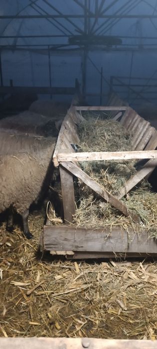 Vând oi 25 bucăți 10.00