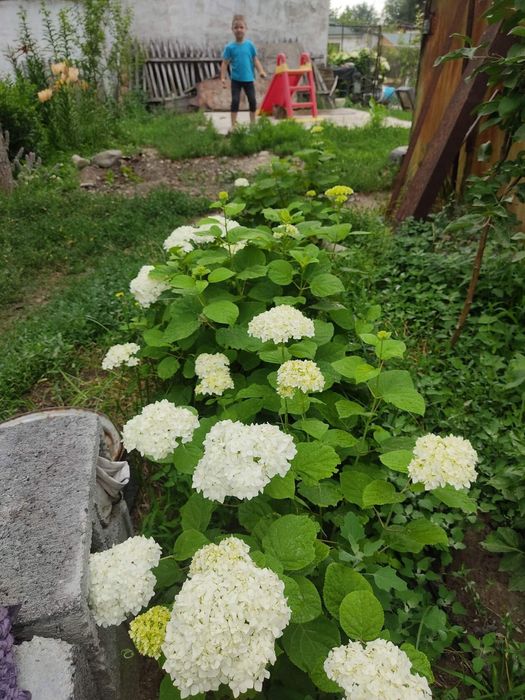 Гортензия белая морозостойкая