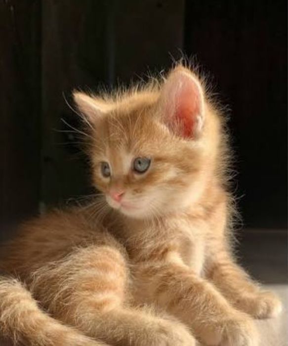 От золотой шиншиллы котята мальчик и девочка