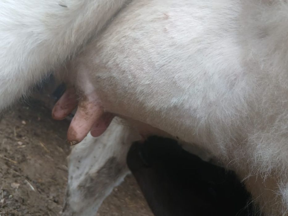 Сиыр бузауымен.