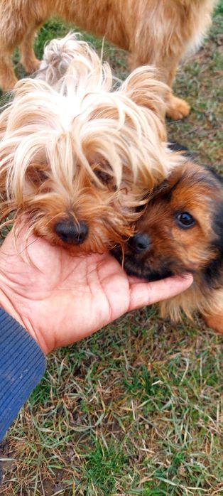 Yorkshire Terrier  fetita