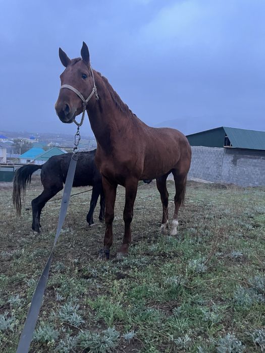 Лошади/донен сатылады