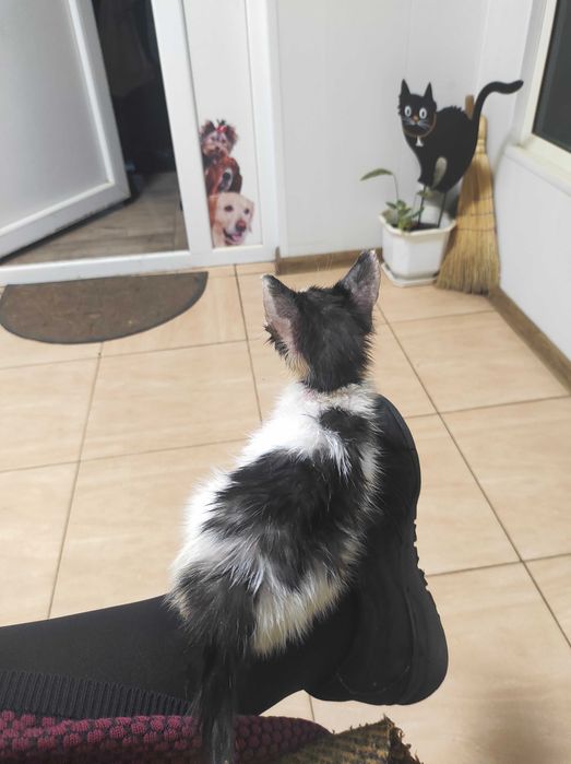 2-месечно момченце търси дом!