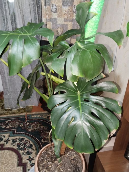 Продаются домашние цветы