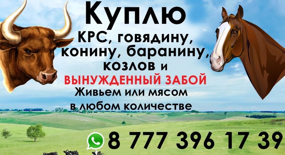 Лошади кобылы жеребец