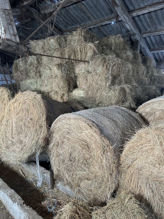 De vanzare baloti de fan si lucerna