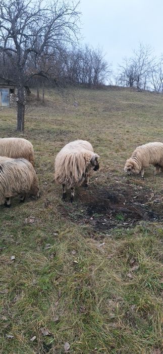 Licitez berbec ,vârstă 3 ani