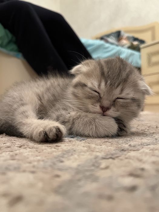 Котенок шотландец висло ухи