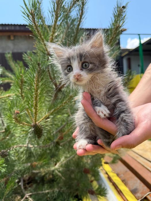 Отдам котят в хорошие руки