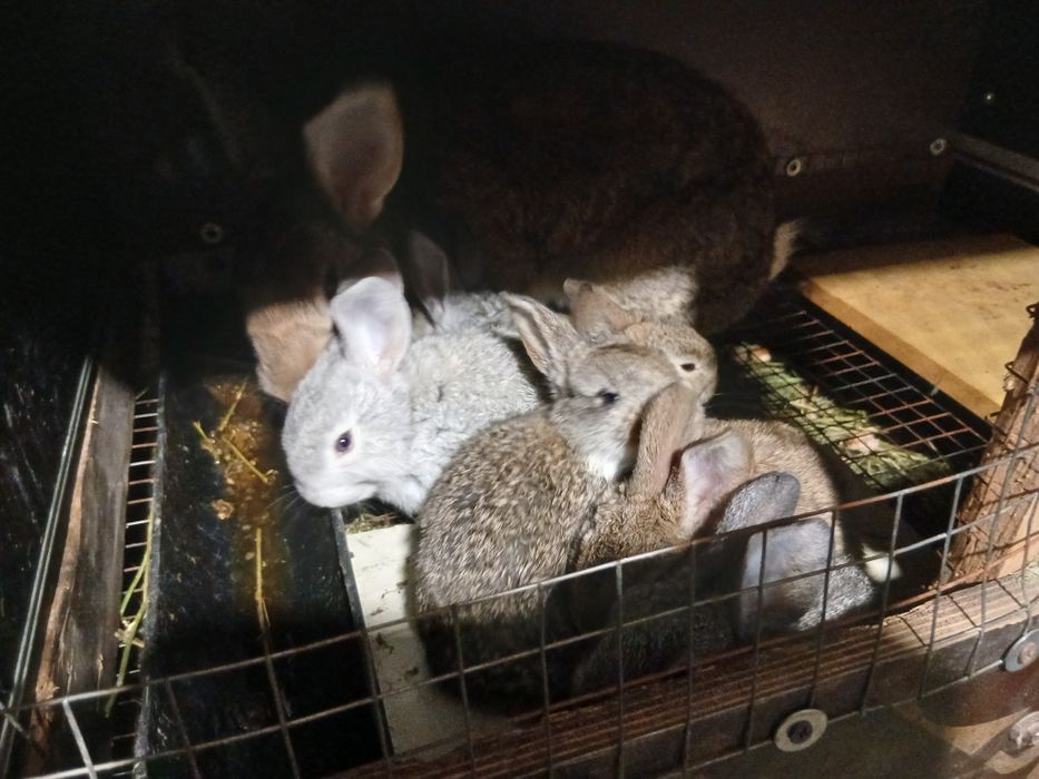Продаются кролики с