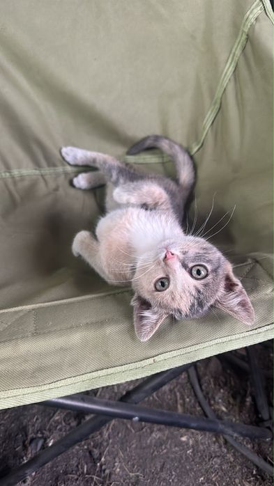 Котенок девочка отдам в добрые руки