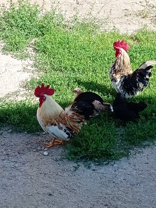 Cocoși chabo de vânzare în Salonta.