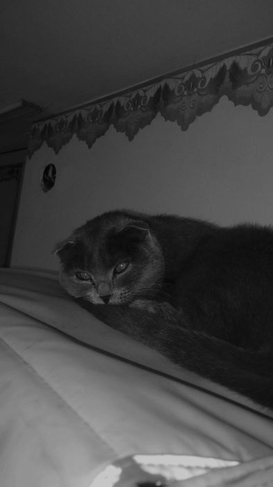 Mushukcha Sotiladi Qiz