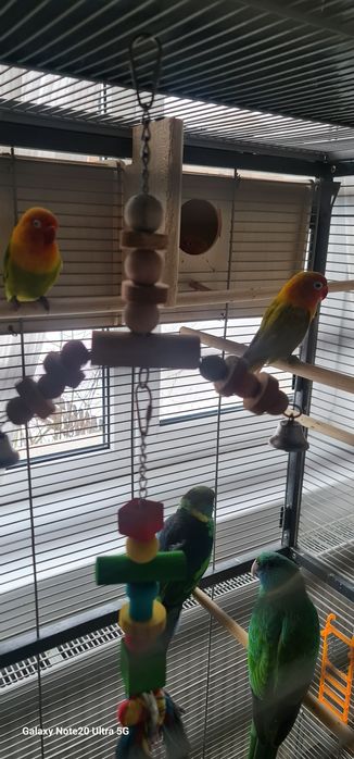 Papagali agapornis 250 lei perechea.