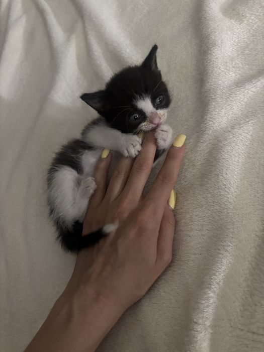 Малыш котенок 1,5 месяца