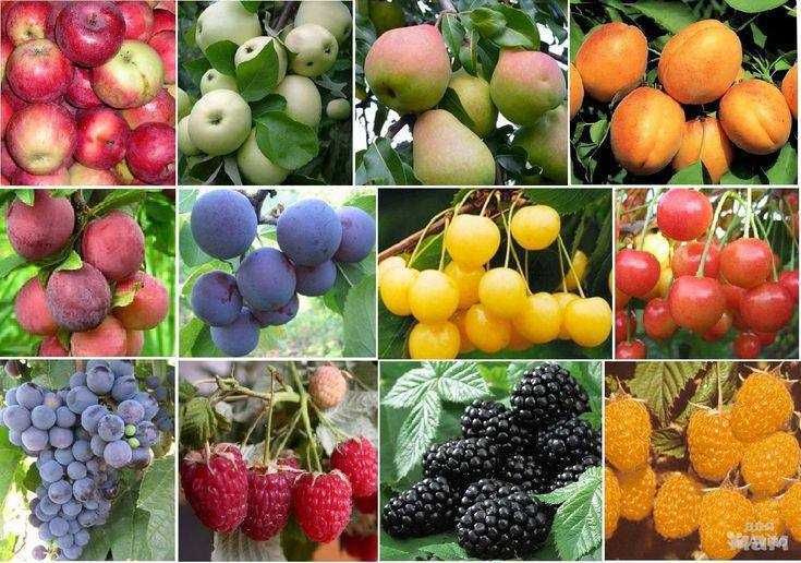 Мевали  дарахт кучатлари-Саженцы плодовых деревьев.