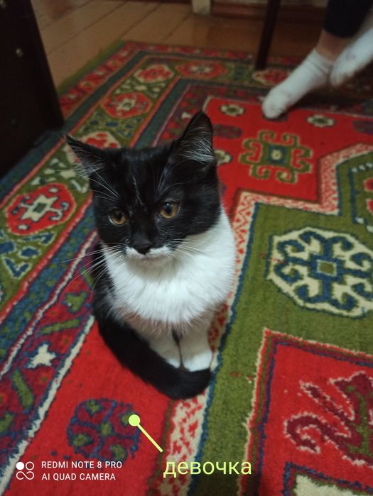 Срочно отдам котят в хорошие руки.