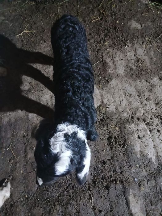 Меринос куй сотилади!