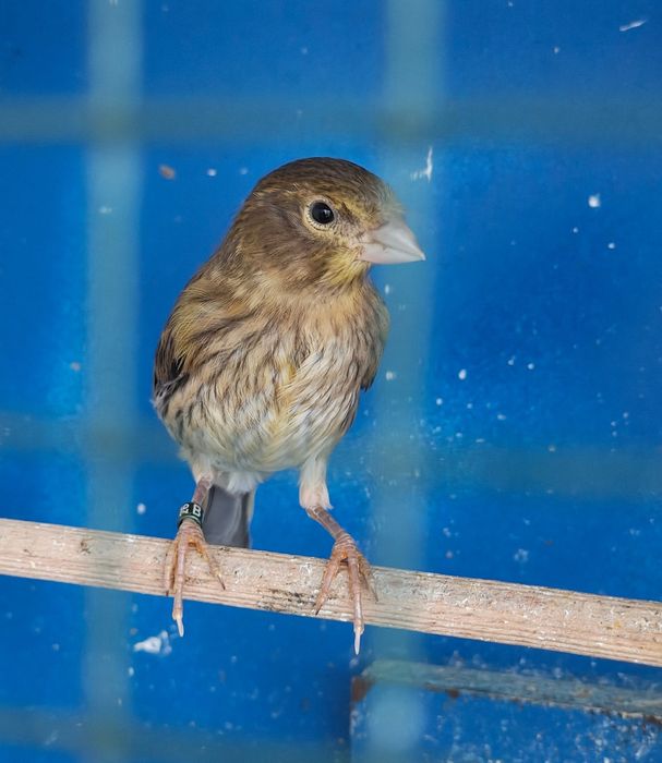 Canari de vânzare.