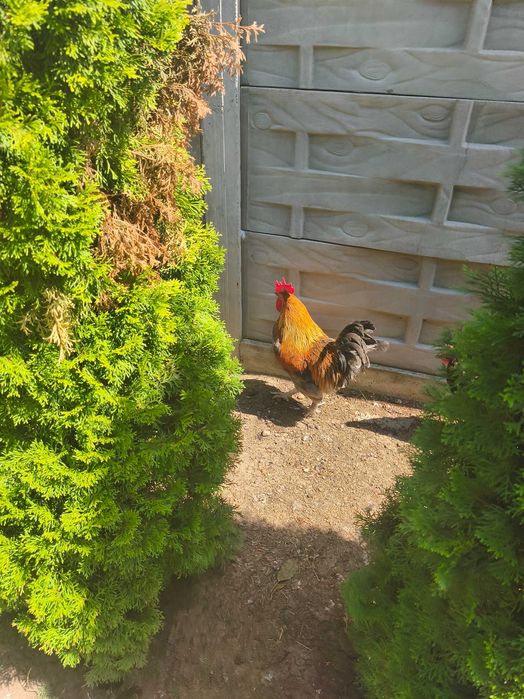 Familie Marans in vârsta de 1 an