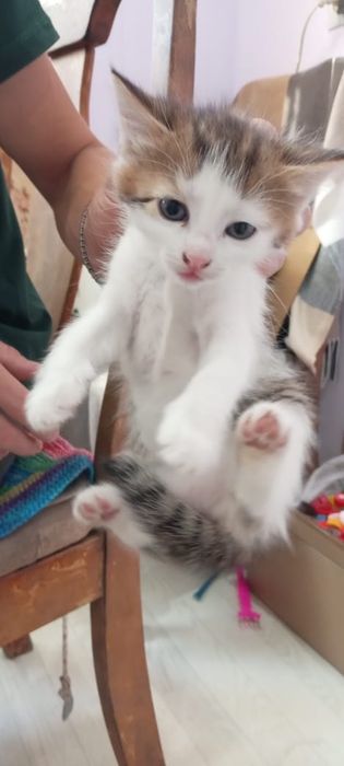 Отдам котят в добрые руки
