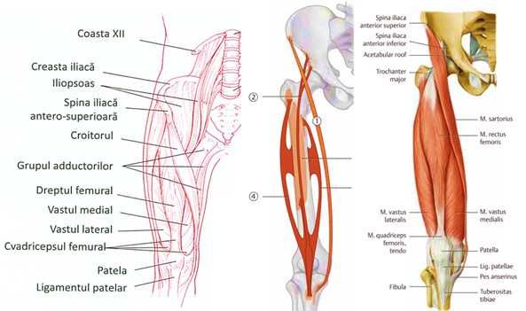 Meditații Anatomie pentru Medicină - cadru didactic universitar