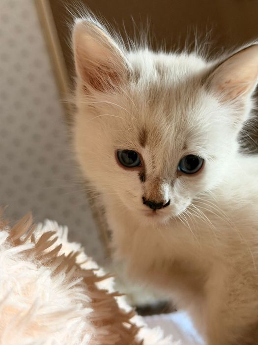 Котенок Сиамский