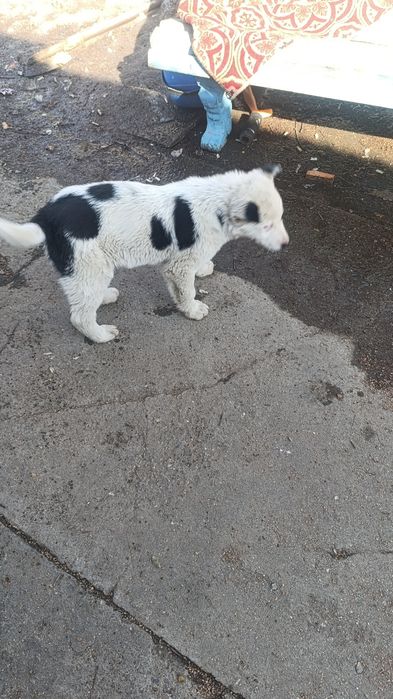 Продам щенка алабая