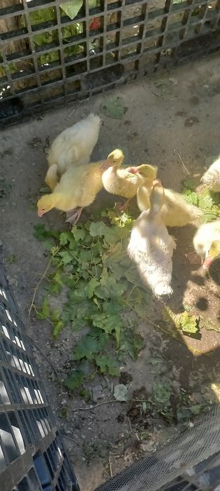 Гусята   продам срочно