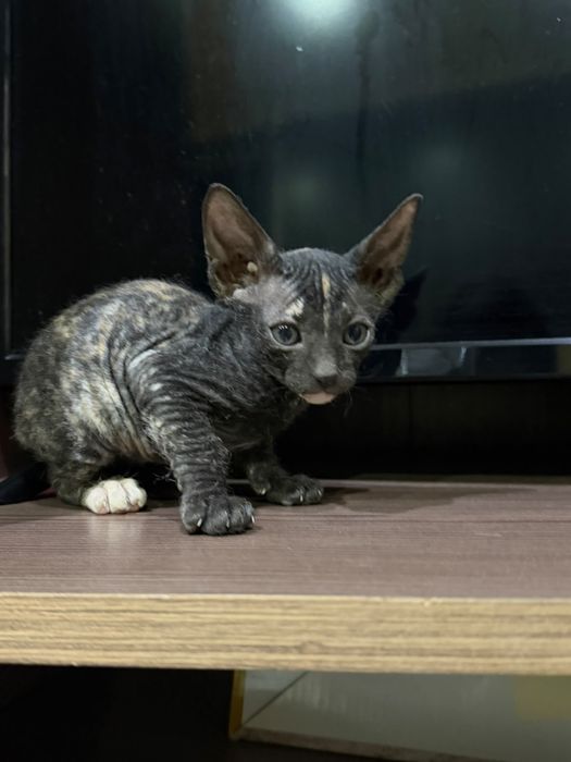 Котята породы сфинкс