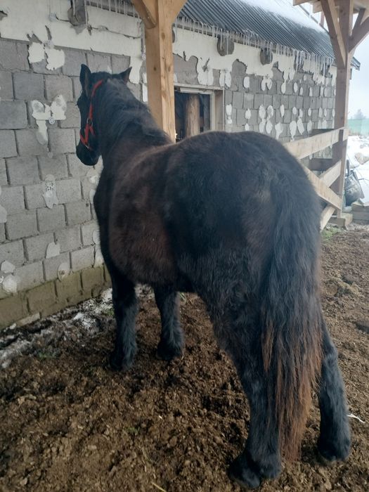 Iapă armăsar mânz mânza