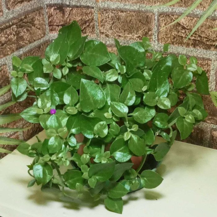 Продам. Мезембрианте́мум сердцели́стный.